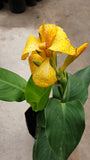 Yellow Canna Lily