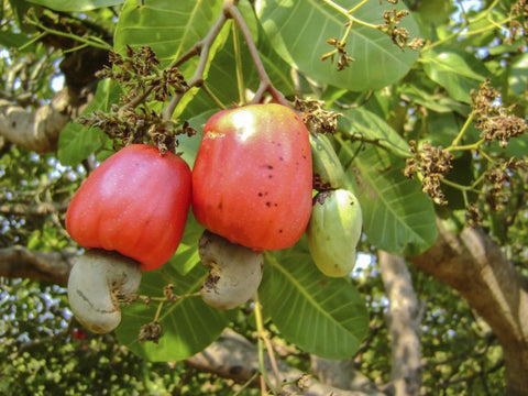 Cashew Nut - Plant A Million