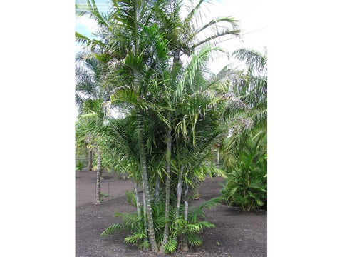 Chrysalidocarpus Cabadae - Plant A Million