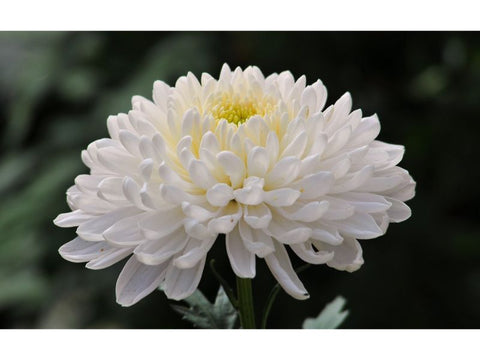 Chrysanthemum White - Plant A Million