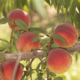 Normal Peach Tree - Plant A Million Zambia