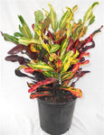 Croton Red Green Large - Plant A Million Zambia