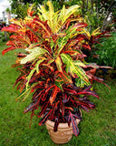 Croton Red Green Large - Plant A Million Zambia
