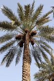 Palm Date - Plant A Million