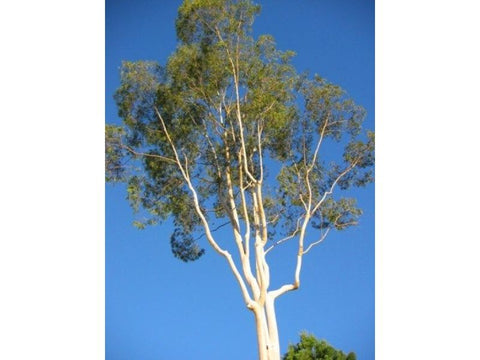 Eucalyptus - Plant A Million