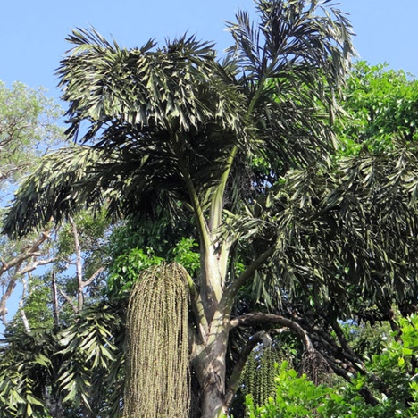 Palm Fishtail - Plant A Million