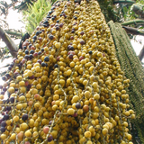 Palm Fishtail - Plant A Million