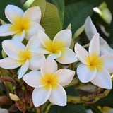 Frangipani Yellow-White
