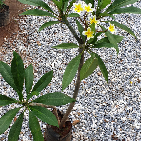 Frangipani Yellow-White
