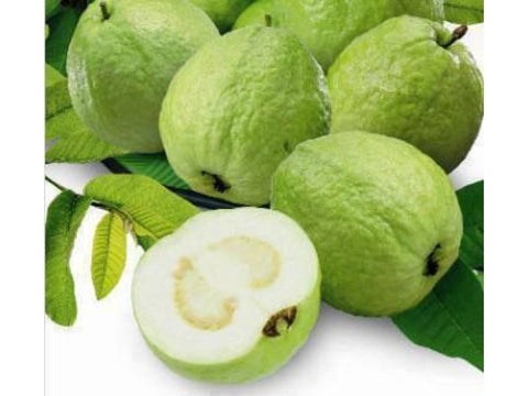 Guava White - Plant A Million