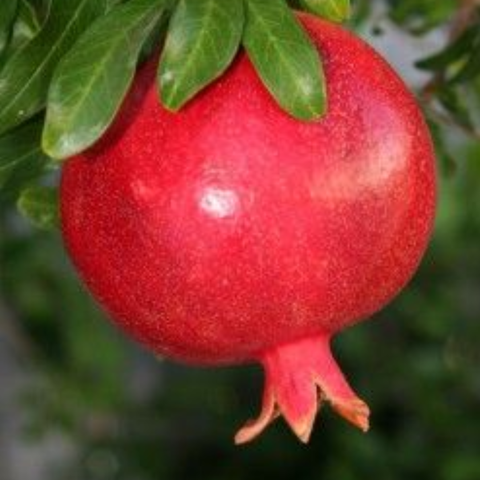 Pomegranate (red) - Plant A Million Zambia