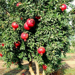Pomegranate (red) - Plant A Million Zambia