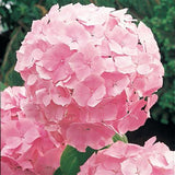 Pink Hydrangea Flower