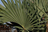 Ilala Palm - Plant A Million Zambia