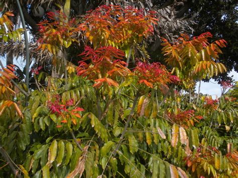 Red Mahogany - Plant A Million Zambia