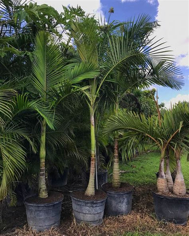 King Palm - Plant A Million Zambia