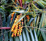 Palm King - Plant A Million