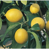 Lemon Tree - Plant A Million Zambia