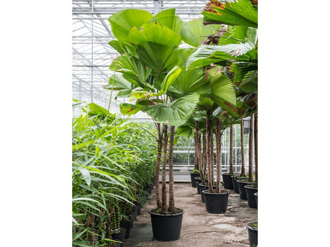 Licuala Grandis - Plant A Million