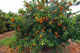 Mandarin - Plant A Million