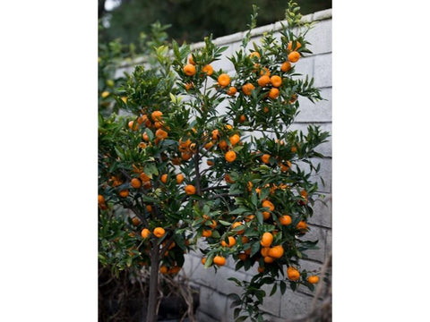 Mandarin - Plant A Million