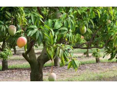 Mango Indigenous Big - Plant A Million
