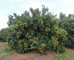Orange Navel - Plant A Million