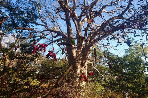 Northern Dwaba Berry Tree - Plant A Million