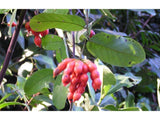 Northern Dwaba Berry - Plant A Million