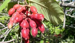 Northern Dwaba Berry Tree - Plant A Million