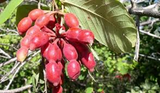 Northern Dwaba Berry - Plant A Million