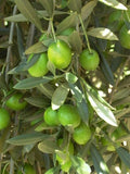Green Olive Tree