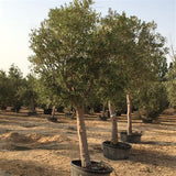 Green Olive Tree