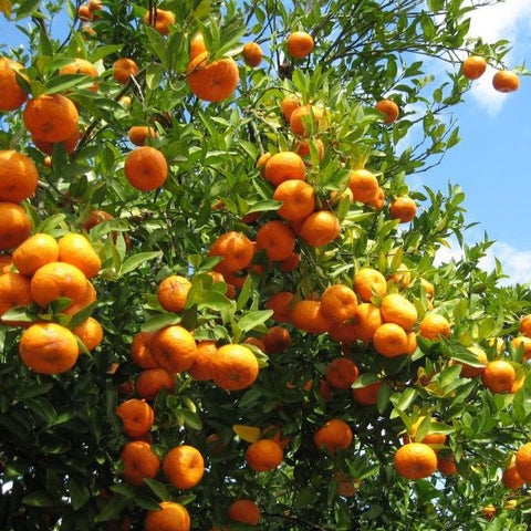 Orange Valencia - Plant A Million