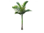 Palm Alexander - Plant A Million