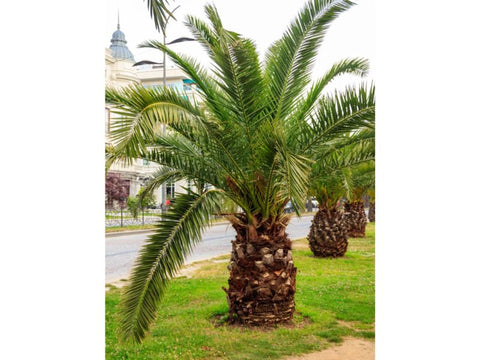 Palm Date Miniature - Plant A Million