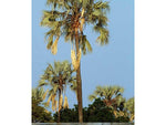 Palm Ilala - Plant A Million