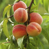 Peach Ungrafted - Plant A Million Zambia