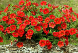 Red Petunia Flower - Plant A Million Zambia