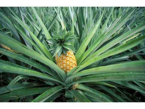 Pineapple - Plant A Million