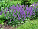 Purple Salvia - Plant A Million Zambia