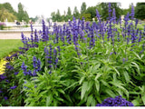 Purple Salvia - Plant A Million