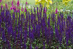 Purple Salvia - Plant A Million Zambia