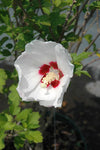 Hibiscus Red Heart Rose of Sharon - Plant A Million