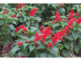 Red Salvia - Plant A Million