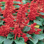 Red Salvia - Plant A Million Zambia