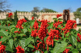 Red Salvia - Plant A Million Zambia