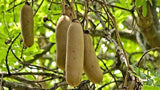 Sausage Tree - Plant A Million Zambia