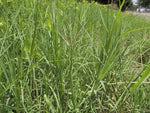 Star Grass - Plant A Million