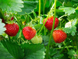 Strawberry - Plant A Million